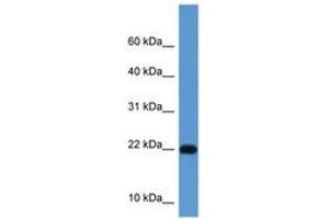 Image no. 1 for anti-ISG15 Ubiquitin-Like Modifier (ISG15) (AA 80-129) antibody (ABIN6749770)