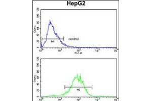 Flow cytometry analysis of HepG2 cells (bottom histogram) compared to a negative control cell (top histogram). (ENO3 antibody  (AA 237-264))