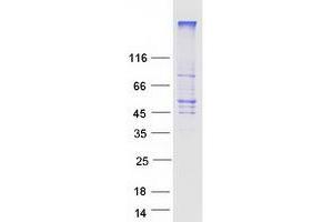 Validation with Western Blot (GLUT1 Protein (Myc-DYKDDDDK Tag))