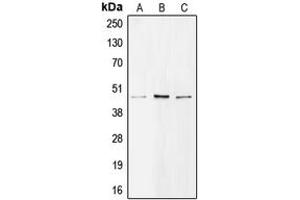 Western blot analysis of BMP8A expression in H1299 (A), A549 (B), Raji (C) whole cell lysates. (BMP8A antibody  (C-Term))