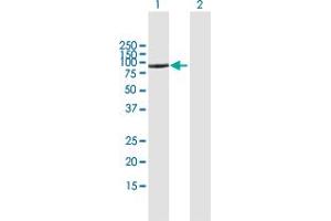 Western Blot analysis of CD93 expression in transfected 293T cell line by CD93 MaxPab polyclonal antibody.