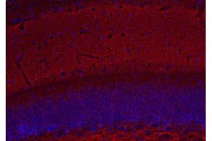 Indirect immunostaining of PFA fixed mouse hippocampus section (dilution 1 : 500; red). (Complexin 1, 2 (AA 122-134) antibody)