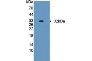 Western blot analysis of recombinant Human CASP11. (Caspase 4 antibody  (AA 944-1148))