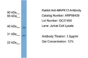WB Suggested Anti-MAPK13  Antibody Titration: 0. (MAPK13 antibody  (Middle Region))