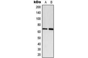 Western blot analysis of Paxillin (pY118) expression in A549 PDGF-treated (A), NIH3T3 PDGF-treated (B) whole cell lysates. (Paxillin antibody  (pTyr118))