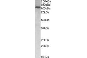 Image no. 1 for anti-Kinesin Family Member 5B (KIF5B) (C-Term) antibody (ABIN374232) (KIF5B antibody  (C-Term))