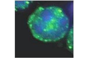 FACS sorted LSK cells (Lineage-Sca-1+c-kit+, enriched for hematopoietic stem cells) incubated with LC3B Antibody at 1/50 dilution at 4 degree overnight. (LC3B antibody  (N-Term))