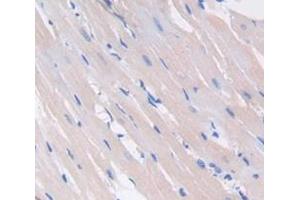 IHC-P analysis of Rat Tissue, with DAB staining.
