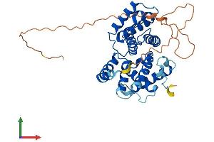 AlphaFold protein structure predicition of Mouse Recombinant Ccno Protein, UniprotID P0C242