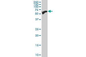 SIM2 antibody  (AA 426-525)