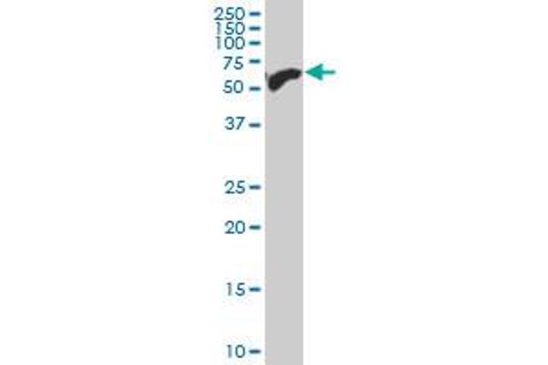 SIM2 antibody  (AA 426-525)