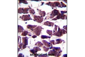 LRIG2 Antibody (C-term) (ABIN657742 and ABIN2846726) immunohistochemistry analysis in formalin fixed and paraffin embedded human skeletal muscle followed by peroxidase conjugation of the secondary antibody and DAB staining. (LRIG2 antibody  (C-Term))