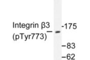Image no. 1 for anti-Integrin beta 3 (ITGB3) (pTyr773) antibody (ABIN318050) (Integrin beta 3 antibody  (pTyr773))