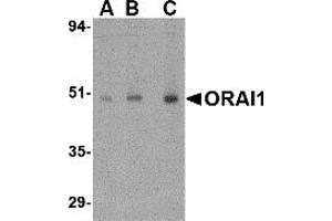 Western Blotting (WB) image for anti-ORAI Calcium Release-Activated Calcium Modulator 1 (ORAI1) (C-Term) antibody (ABIN1030562) (ORAI1 antibody  (C-Term))