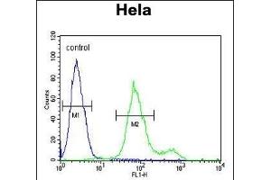 SUMF1 Antibody (C-Term) (ABIN653924 and ABIN2843158) flow cytometric analysis of Hela cells (right histogram) compared to a negative control cell (left histogram). (SUMF1 antibody  (C-Term))