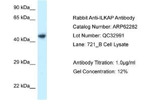 Western Blotting (WB) image for anti-Integrin-Linked Kinase-Associated Serine/threonine Phosphatase 2C (ILKAP) (C-Term) antibody (ABIN970957) (ILKAP antibody  (C-Term))