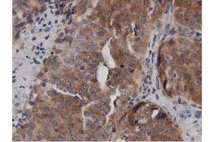 Immunohistochemistry (IHC) image for anti-DnaJ (Hsp40) Homolog, Subfamily A, Member 2 (DNAJA2) antibody (ABIN1497862) (DNAJA2 antibody)