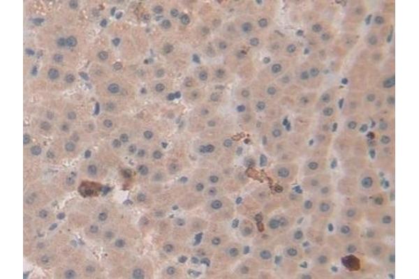 beta Defensin 1 antibody  (AA 22-69)