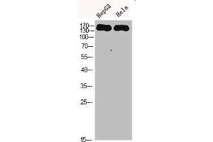 Western Blot analysis of HEPG2 Hela cells using CYFIP2 Polyclonal Antibody diluted at 1:500. (CYFIP2 antibody  (AA 1171-1220))