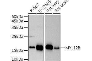 Western blot analysis of extracts of various cell lines, using (ABIN7268760) at 1:500 dilution. (MYL12B antibody)