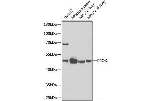 Western blot analysis of extracts of various cell lines using PPOX Polyclonal Antibody at dilution of 1:1000. (PPOX antibody)