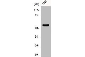 Western Blot analysis of Jurkat cells using CHST2 Polyclonal Antibody (CHST2 antibody  (N-Term))