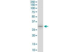 ING5 MaxPab polyclonal antibody. (ING5 antibody  (AA 1-240))