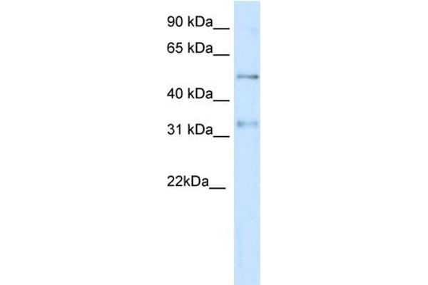 KCNAB2 antibody  (Middle Region)