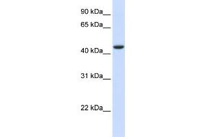 WB Suggested Anti-TRDMT1 Antibody Titration:  0.
