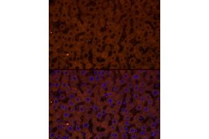 Immunofluorescence analysis of rat liver cells using GCGR Rabbit pAb (ABIN7267394) at dilution of 1:50 (40x lens). (Glucagon Receptor antibody  (AA 1-140))