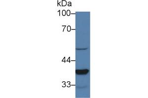 Western Blot; Sample: Mouse Lung lysate; Primary Ab: 2µg/ml Rabbit Anti-Mouse LEDGF Antibody Second Ab: 0.