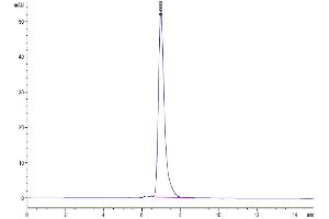 The purity of Human IgG1 Fc is greater than 95 % as determined by SEC-HPLC. (IgG1 Fc Protein)