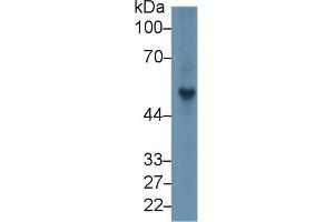 Western blot analysis of Rat Spleen lysate, using Rat FGb Antibody (1 µg/ml) and HRP-conjugated Goat Anti-Rabbit antibody (