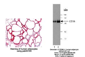 Image no. 3 for anti-CD36 (CD36) (AA 100-200) antibody (ABIN363469)
