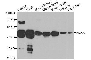 Western blot analysis of extracts of various cell lines, using FDXR antibody. (Ferredoxin Reductase antibody  (AA 252-491))