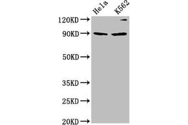 KIF3C antibody  (AA 158-267)