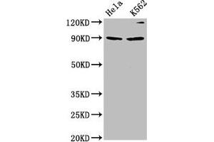 Western Blot Positive WB detected in: Hela whole cell lysate, K562 whole cell lysate All lanes: KIF3C antibody at 4. (KIF3C antibody  (AA 158-267))