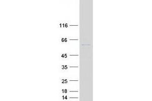Validation with Western Blot (SLC41A3 Protein (Transcript Variant 1) (Myc-DYKDDDDK Tag))