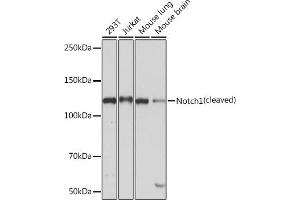 Western blot analysis of extracts of various cell lines, using Notch1 antibody (ABIN7268958) at 1:1000 dilution. (Notch1 antibody)