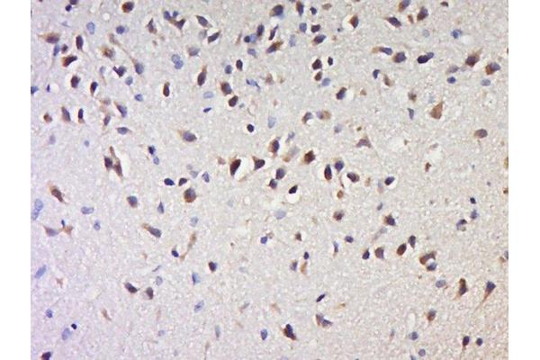 NPDC1 antibody  (AA 75-180)