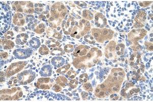 Human kidney (SLC38A1 antibody  (Middle Region))