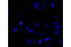 Immunofluorescence (IF) image for anti-Aurora Kinase A (AURKA) (pThr288) antibody (ABIN7448381)