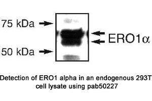 Image no. 1 for anti-Endoplasmic Oxidoreductin-1 (ERO1) (N-Term) antibody (ABIN363536) (ERO1 antibody  (N-Term))