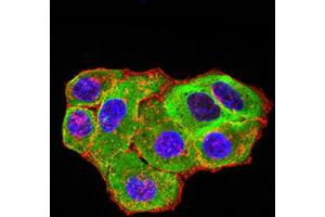 Immunofluorescence analysis of Hela cells using HTR3A mouse mAb (green). (Serotonin Receptor 3A antibody  (AA 24-157))