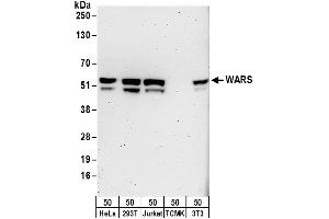 Western Blotting (WB) image for anti-Tryptophanyl-tRNA Synthetase (WARS) (AA 421-471) antibody (ABIN7453456)