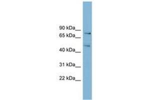 Image no. 1 for anti-Block of Proliferation 1 (BOP1) (AA 35-84) antibody (ABIN6742024)