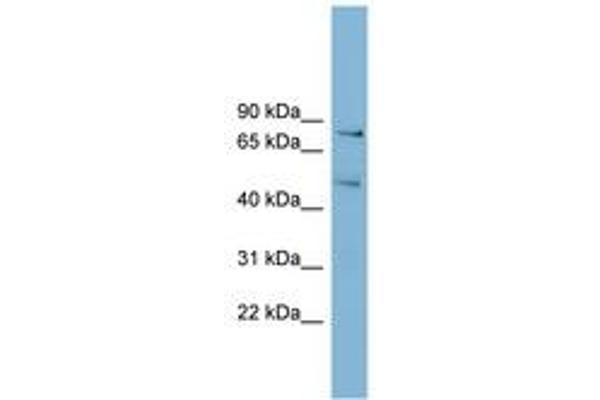 BOP1 antibody  (AA 35-84)