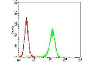 Flow cytometric analysis of Hela cells using MuRF1 mouse mAb (green) and negative control (red). (TRIM63 antibody  (AA 293-304))