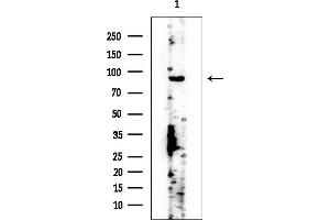 anti-Zyg-11 Related, Cell Cycle Regulator (ZER1) antibody