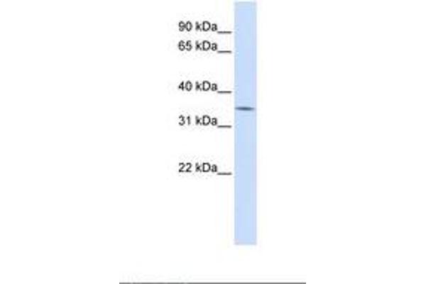 MARCH5 antibody  (C-Term)